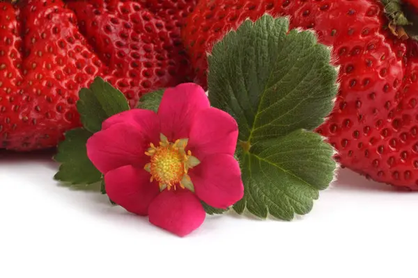 Enormes Fresas Flor Rosa — Foto de Stock