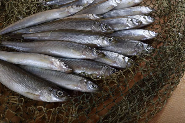 Smelt fishes on net. Pacific smelt fish variety