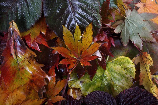 Gros Plan Des Feuilles Automne Tombées — Photo