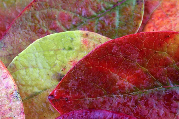 Makroaufnahme Der Herbstblätter — Stockfoto