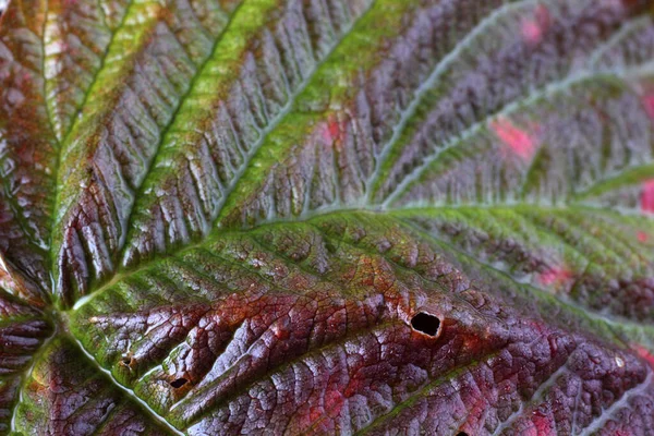 Makroaufnahme Der Herbstblätter — Stockfoto