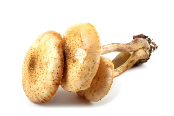 Funghi Miele Isolati Bianco — Foto Stock