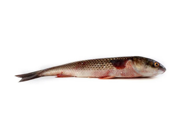 Pelengas Iuy Mullet — Foto Stock