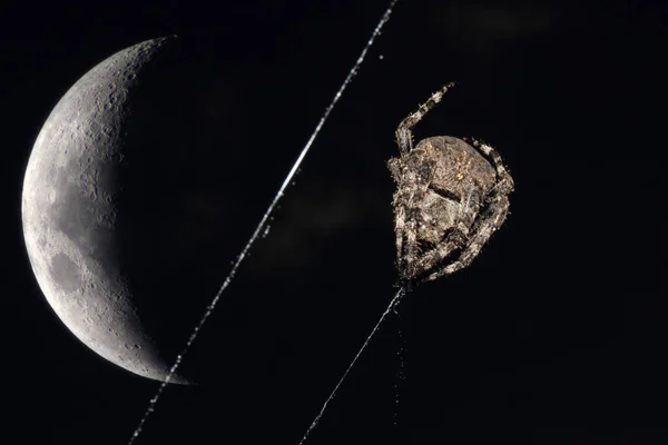 Aranha Tecelã Orbe Lua Grande — Fotografia de Stock