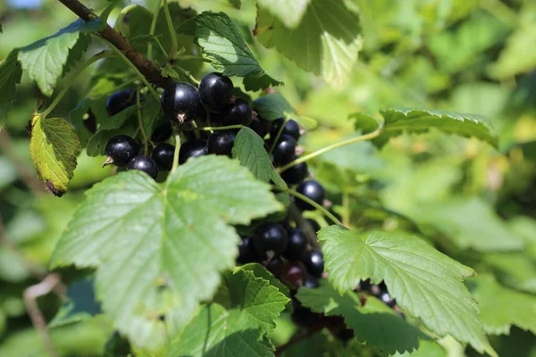 Growing Black Currant Garden — Stock Photo, Image