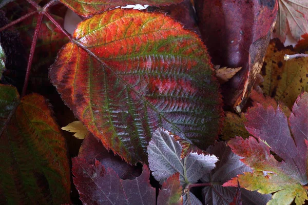 Close Fallen Autumn Leaves — Stock Photo, Image