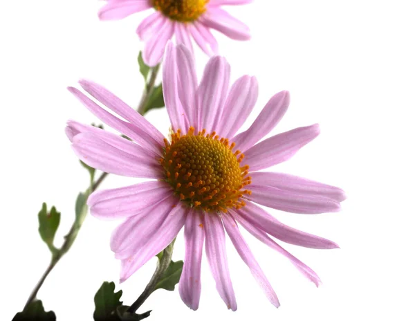 Крупним Планом Дивовижні Квітучі Квіти — стокове фото