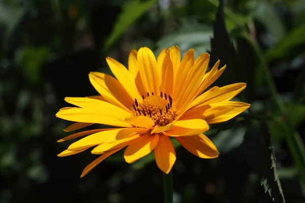 Crescer Flores Heliopse Feche Acima — Fotografia de Stock