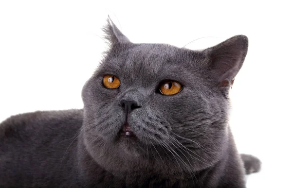 Funny Looking Blue British Cat — Stock Photo, Image