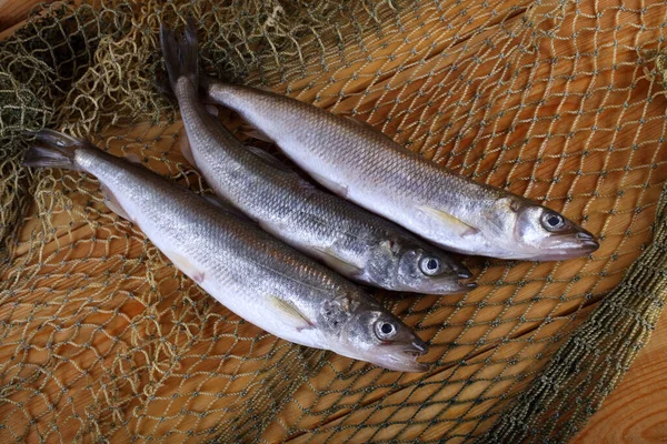 Derreter Peixe Rede Osmerus Mordax — Fotografia de Stock