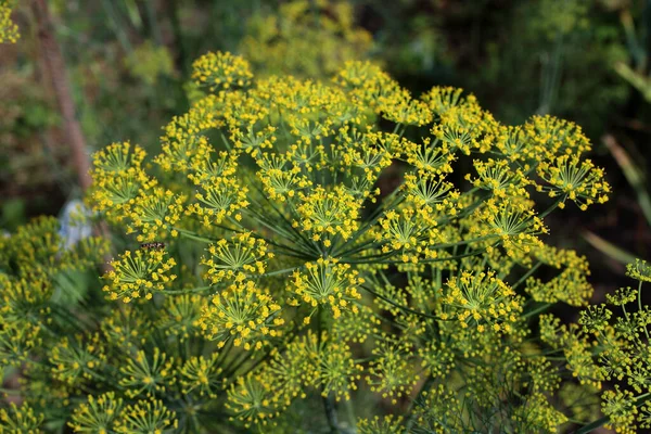 Dödligt Blommande Gula Små Blommor — Stockfoto