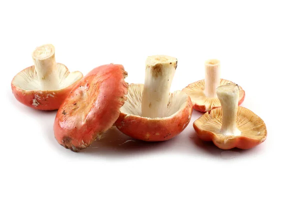 Russula Champignons Geïsoleerd Wit — Stockfoto