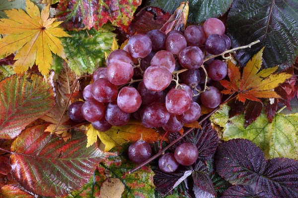 Uva Hojas Otoño — Foto de Stock