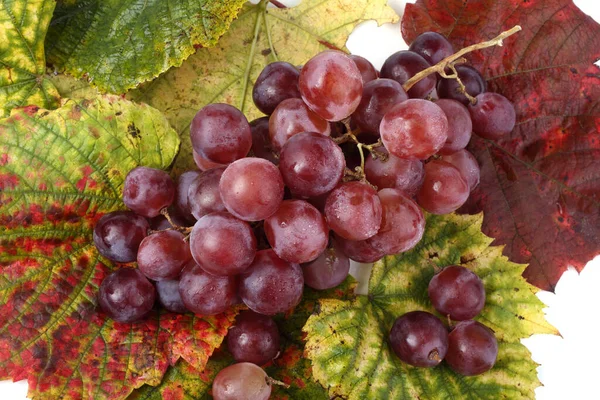 Uvas Frescas Folhas Bordo — Fotografia de Stock