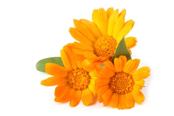 Flores Amarillas Aisladas Sobre Fondo Blanco — Foto de Stock