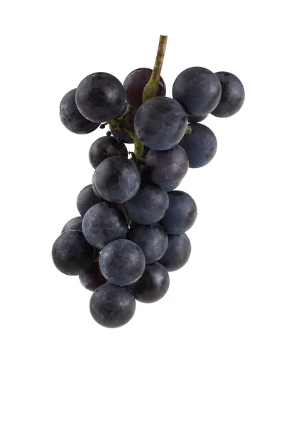 Cultivo Uva Vino Negro —  Fotos de Stock