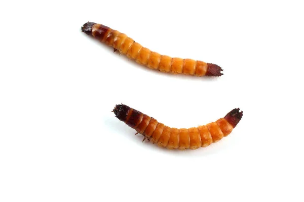 Fehér Alapon Izolált Wireworms — Stock Fotó