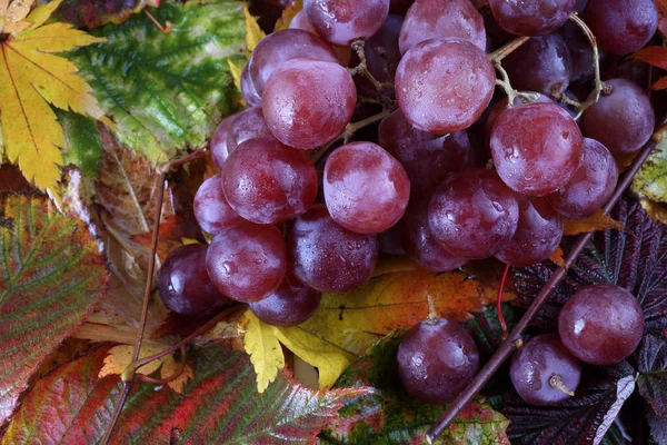 Grape Autumn Leaves — Stock Photo, Image