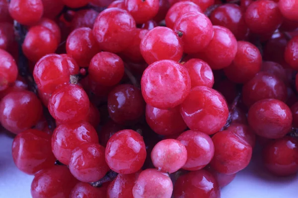 Schisandra Chinensis Berries Background — Stock Photo, Image