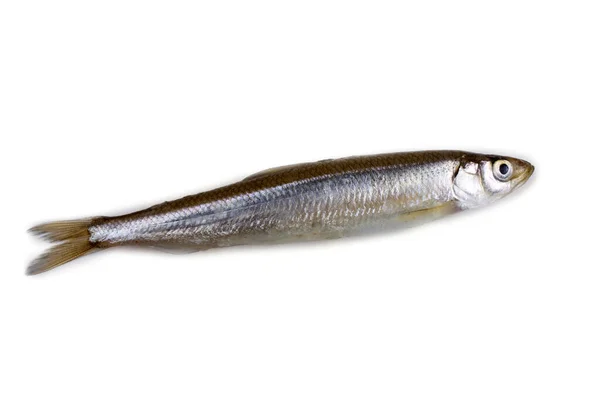 Pescado Olfateado Asiático Aislado Blanco — Foto de Stock