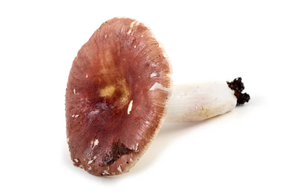 Fungo Rosso Russula Isolato Bianco — Foto Stock