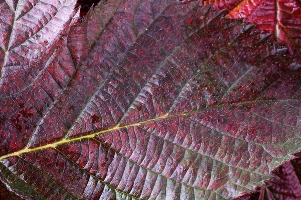 紅葉のマクロ撮影 — ストック写真