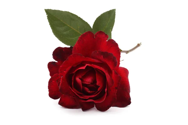 Belle Fleur Rose Concept Amour — Photo
