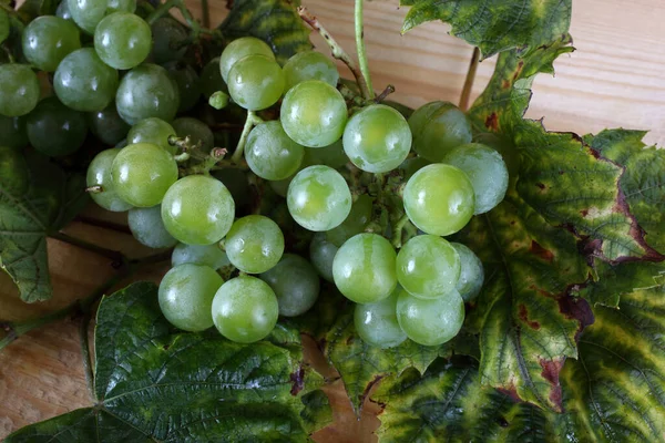 Uva Verde Sobre Mesa Esta Variedad Uva Para Vinos Blancos —  Fotos de Stock