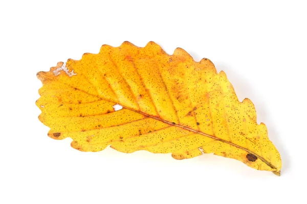 Otoño Roble Hojas Aisladas Sobre Fondo Blanco — Foto de Stock