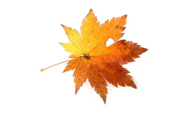 Осенние Листья Клена Изолированы Белом Фоне — стоковое фото