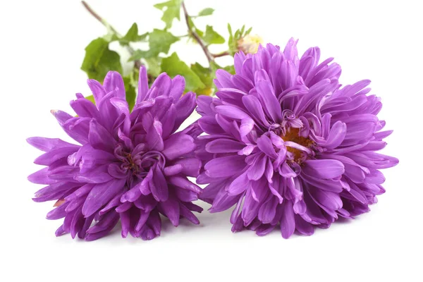 Violet Asters Isolated White — Stock Photo, Image