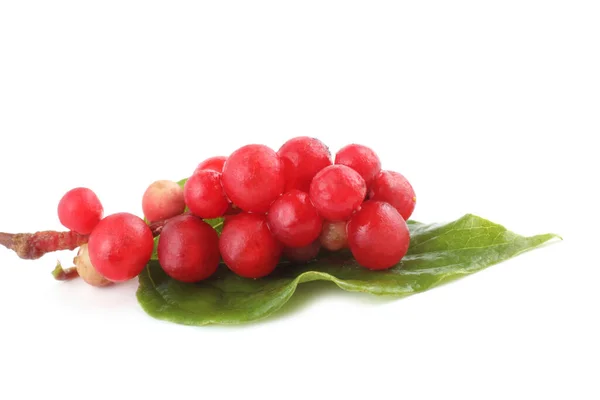 Schisandra Chinensis Geïsoleerd Wit — Stockfoto