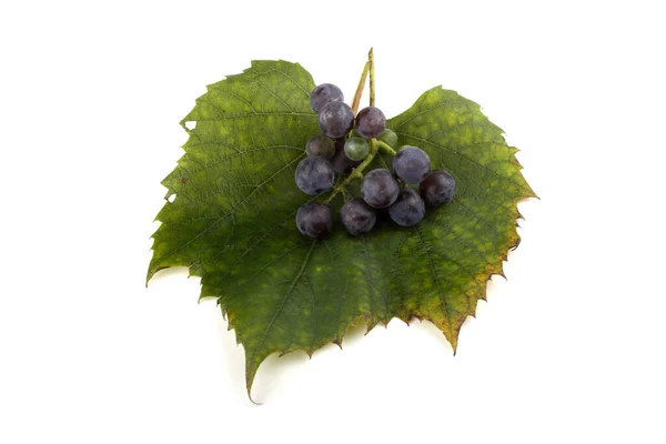 Wine Grape Variety Red Wine — Stock Photo, Image