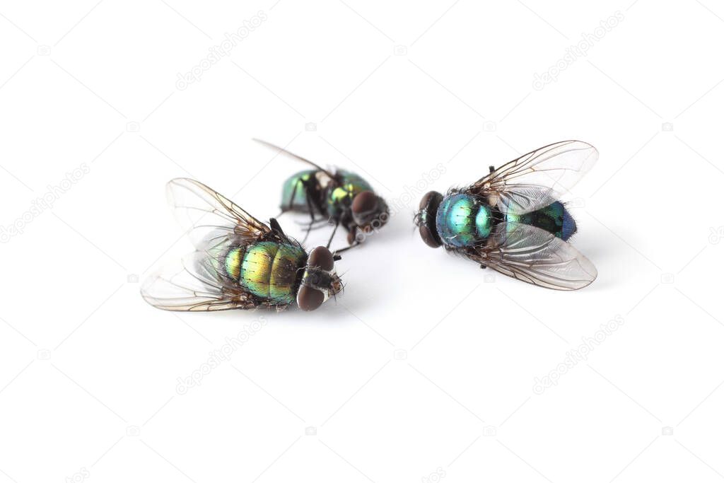 Dead flies isolated on white (Lucilia caesar)