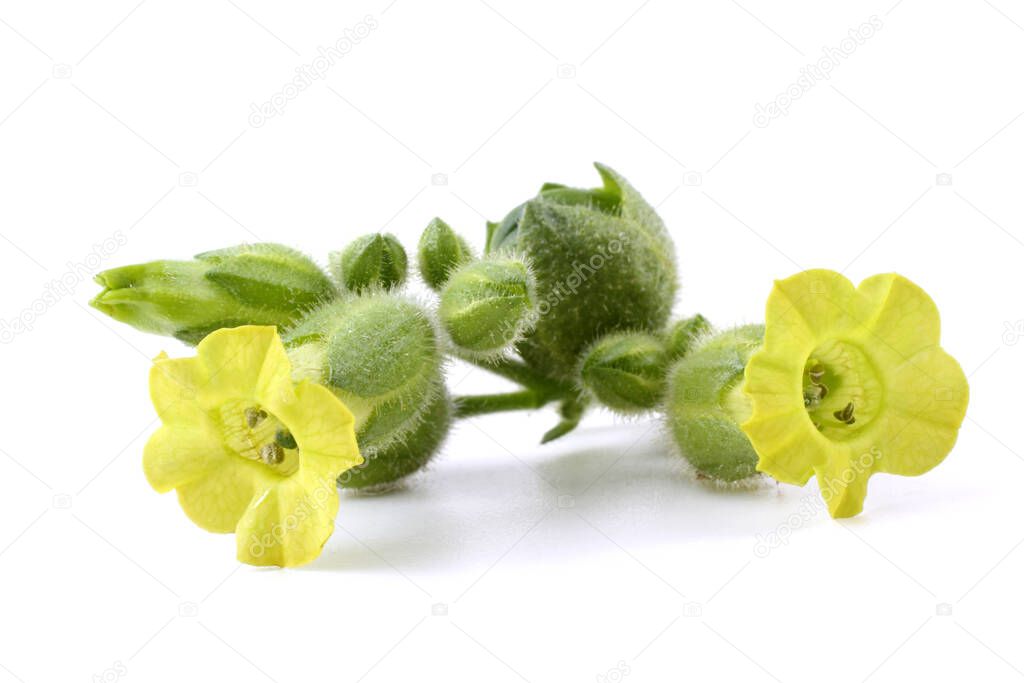 Tobacco flowers. Nicotiana rustica variety