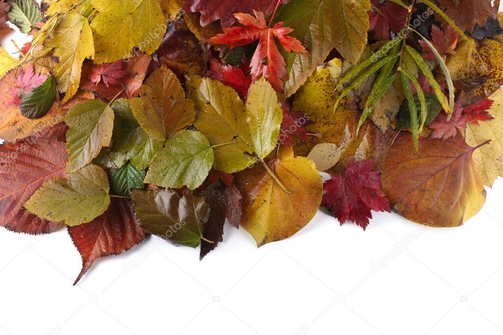 close up of fallen autumn leaves