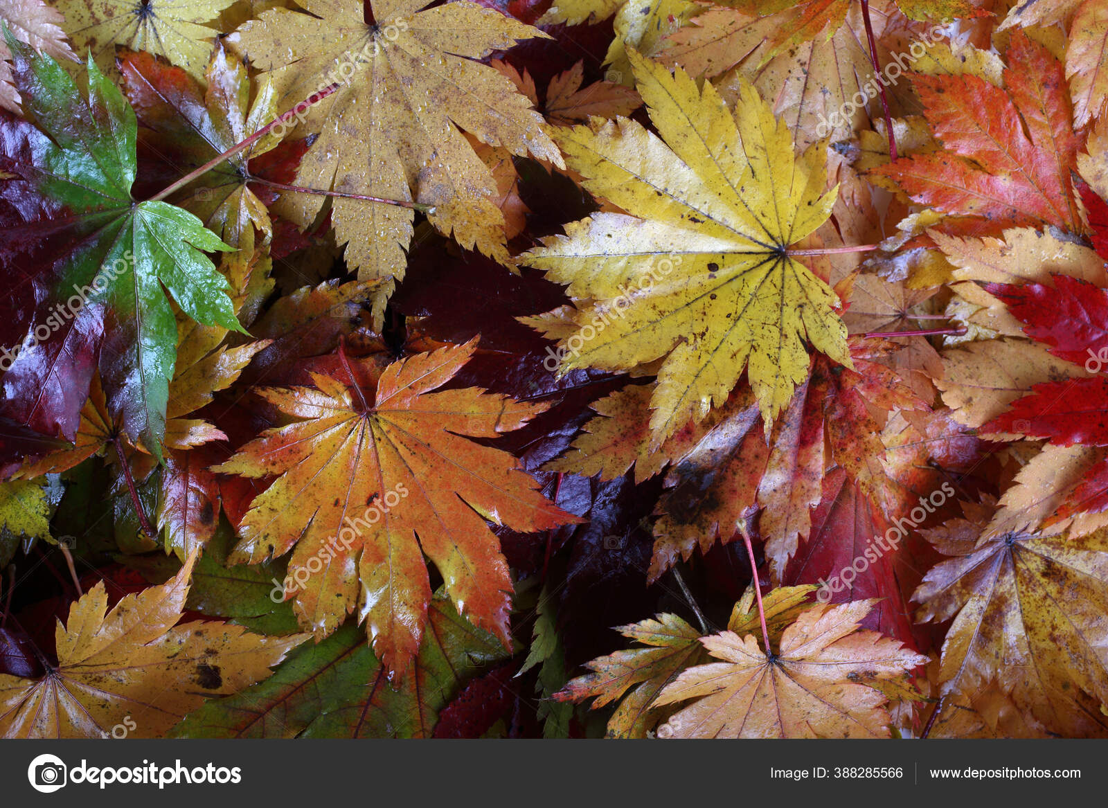 Tutup Dari Daun Musim Gugur Latar Belakang Teks Stok Foto C Konovalenko 388285566
