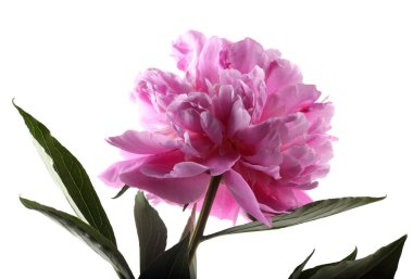 İnanılmaz çiçeklere yakın.