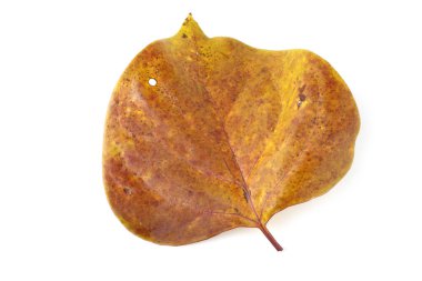 Parlak sonbahar yapraklarını kapatın.