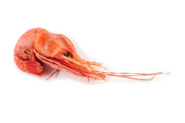 Karides beyazda izole edilmiş.