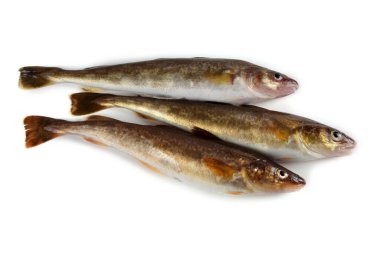 Safran morina balığı beyazda izole edilmiş.