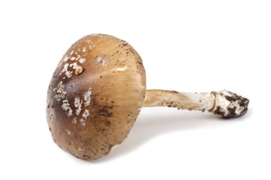 Amanita pantherina (panter şapkası, sahte kızartıcı). Zehirli mantar..