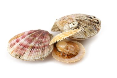 Deniz tarakları ve açık deniz tarakları beyaz üzerine izole edilmiş.