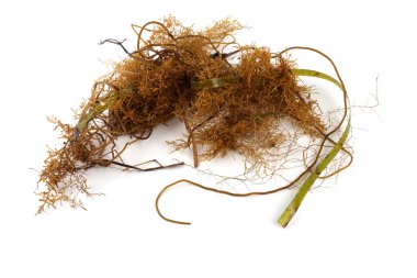 Alga beyaz üzerine izole