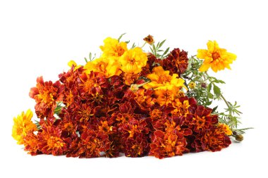 beyaz arkaplanda izole edilmiş kadife çiçekleri