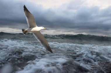 Deniz martısı ve fırtınalı deniz
