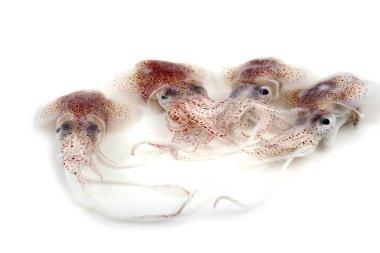 Küçük mürekkepbalıkları beyazlar üzerinde izole edilmiş