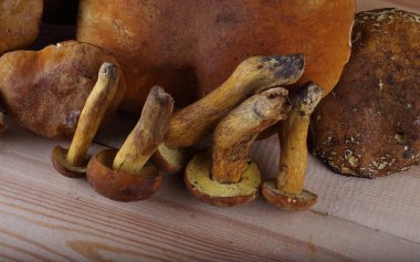 Beyaz arka planda izole edilmiş boletus edulis mantarları.
