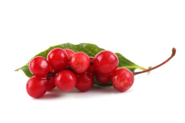 Schisandra chinensis (beş un meyvesi, manolya üzümü) yapraklı