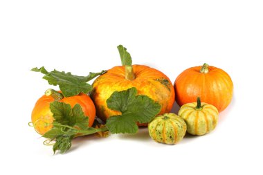 Beyaz bir arkaplanda kabak izole